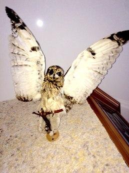 Cozy studio (Med. Academy, TC 'Maxi, Smolensk - apartment by the day