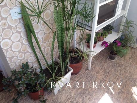 Квартира от собственника, выгодно, Сочи - квартира посуточно