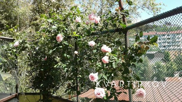 Сдаю уютную 1 комн кв-ру посуточно., Сочи - квартира посуточно