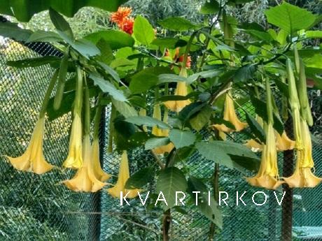 Сдаю уютную 1 комн кв-ру посуточно., Сочи - квартира посуточно